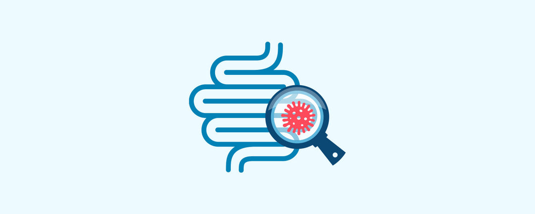 magnifying glass on gut, inspecting gut microbiome