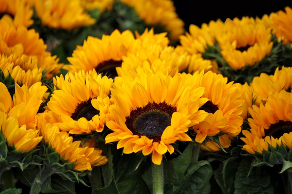 The Link Between Hayfever and Gut Health: Understanding the Connection