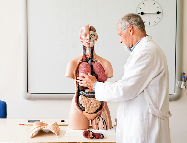 anatomical model